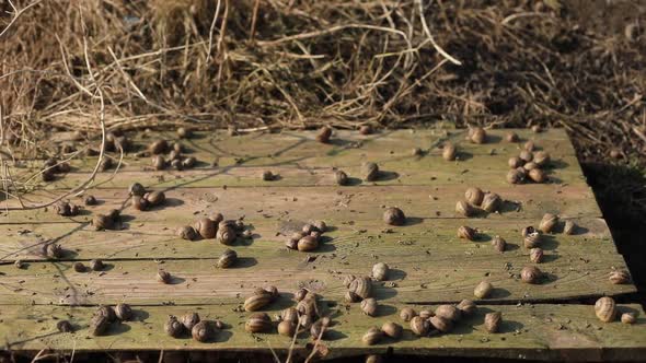 The process of growing snails. There are many snails on the farm. Snails on the farm close-up. Snail