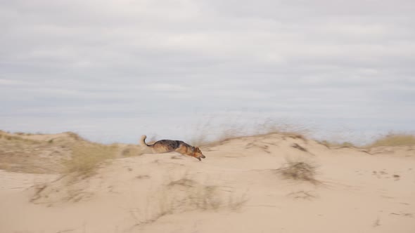 Stray Dog Running Through Sandy Dunes in the Desert alt