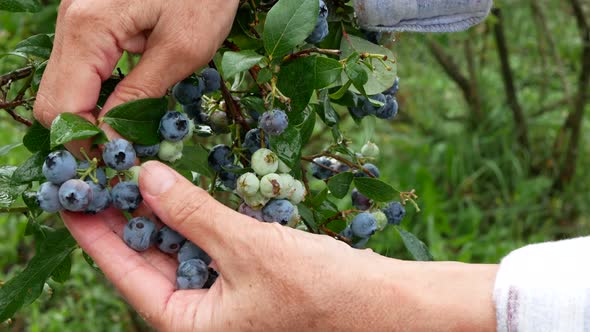 Human hands are collecting ripe blueberries and leaving all of the green ones