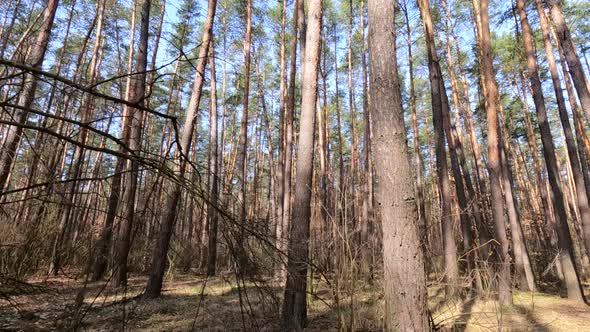 Forest with Pines with High Trunks During the Day alt