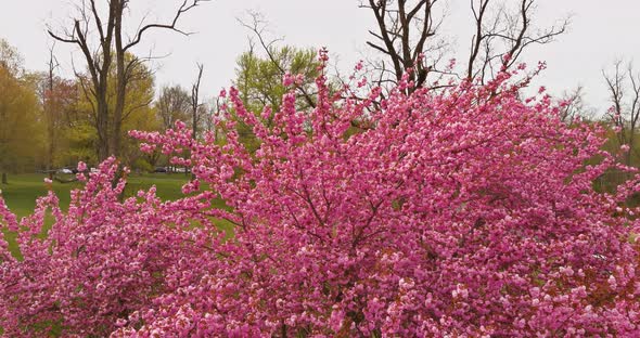 Branches sakura flowers in springtime in pink cherry blossom the park alt