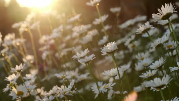 White Daisy Flowers Field Meadow in Sunset Lights