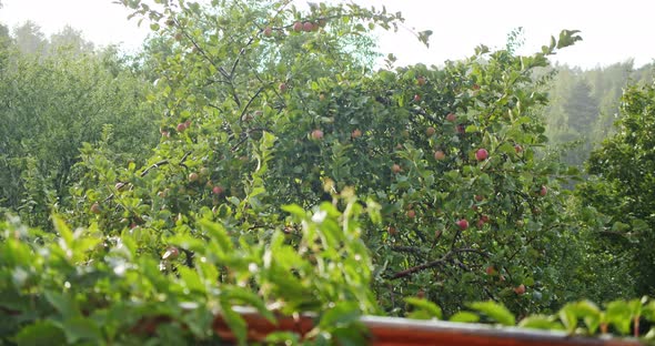 Green Lush Blooming Garden with Apple Trees in Summer During the Rain Through the Sunlight alt