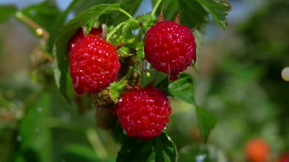 Close-up of Raindrops Falling on the Large Juicy Raspberries on the Bush alt