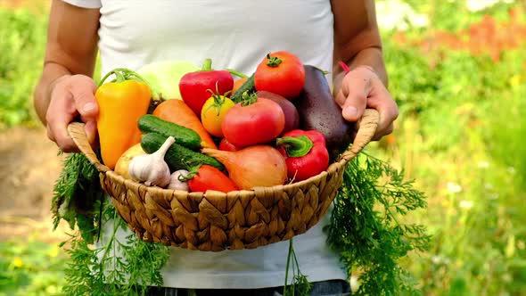 A Man Holds Vegetables in the Hands of the Harvest alt