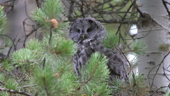 Close up of Great Grey Owl alt