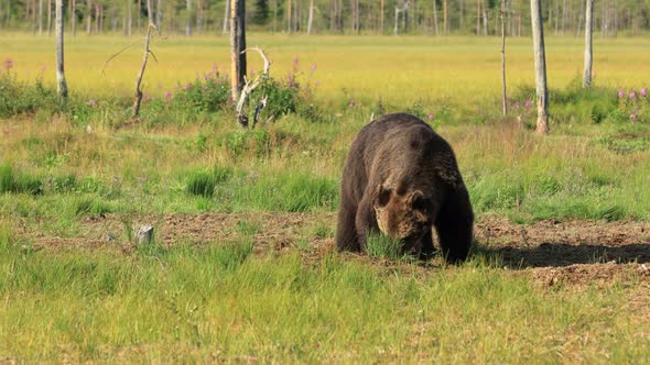 Brown Bear Ursus Arctos in Wild Nature Is a Bear alt