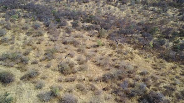 Wildebeest running in formation through trees in the African savanna, AERIAL VIEW alt
