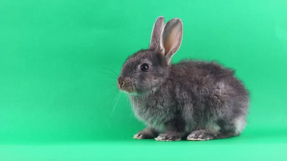 Little Gray Fluffy Rabbit Sits on a Green Chromakey Background alt