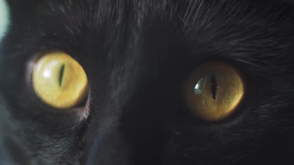 Yellow eyes of a black cat looking attentively at camera shot in macro and slowmo alt