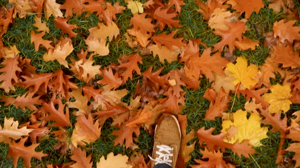 Top View Male Feet in Shoes Moving Forward on the Ground Covered with Fallen Yellow Leaves. Walking
