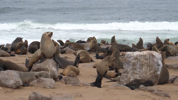 Sea lion colony on the beach and rocks of Cape Cross Seal Reserve alt