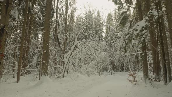 Smooth gimbal shot in nature forest at wintertime with trees and nature covered in snow with light r alt