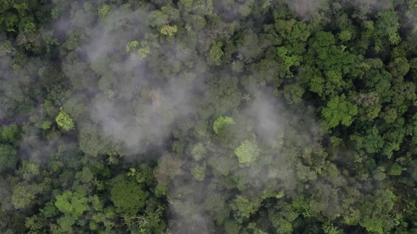 Aerial top view over a tropical forest covered in a thin layer of fog alt