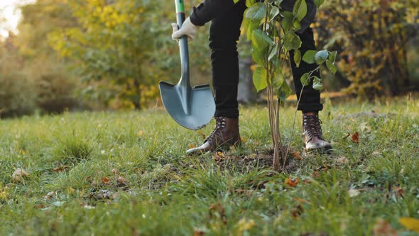 Closeup Unrecognizable Male Eco Activist Volunteer of Social Project in Support Nature Planting Tree alt