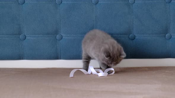 Grey fluffy kitten lop eared Scotsman playing with a white ribbon