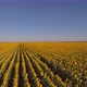 Aerial Shot Of Vast Sunflower Field - VideoHive Item for Sale