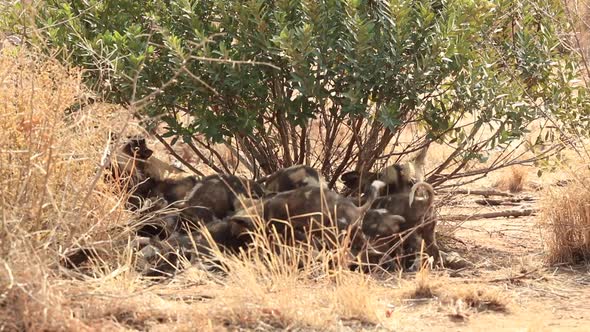 African wild dog pups, Lycaon pictus suckle on the alpha female during winter at Madikwe Private Gam alt