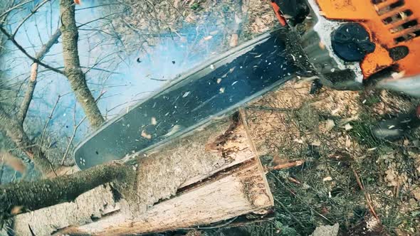 Motorsaw Is Being Used To Cut Wooden Branches alt
