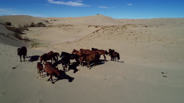 Heard of Horses on Barkhans in Mongolia 