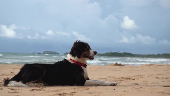 Beautiful Dog Lies on the Sand Near the Ocean