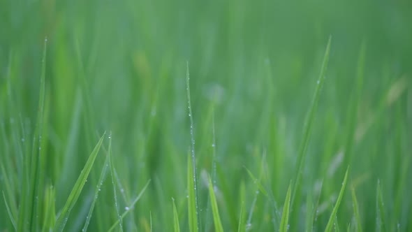 Closeup of the rain drops on rice leaves