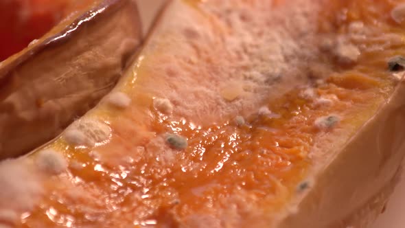 Close Up of Moldy Orange Pumpkin alt