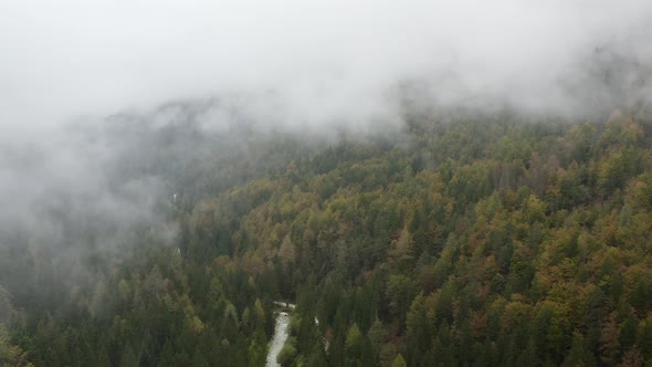 Creepy fog and mist wrapping green pine forest in early autumn morning