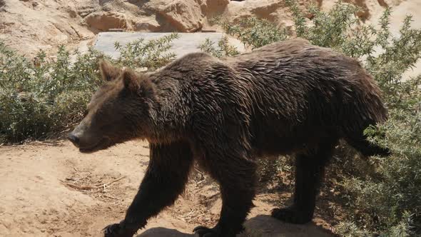 Large Brown Bear Goes Among Rocks and Bushes on a Sunny Day in Summer in Slo-mo