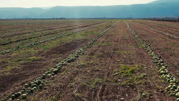 Watermelon Field yield Amazing drone Movement shot 4k