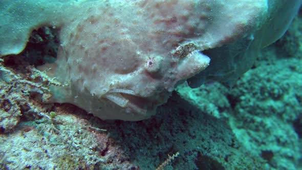 White Giant Frogfish (Antennarius commerson) close up on coral reef alt