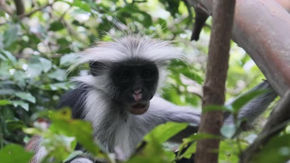 Red Colobus Monkey Sitting on Branch in Jozani Tropical Forest Zanzibar Africa alt