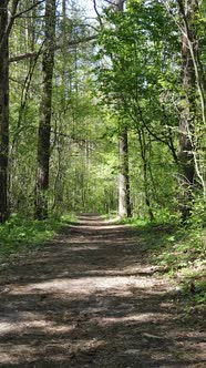 Vertical Video of Green Forest During the Day alt