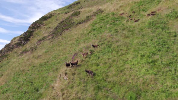 Wild Soay Sheep Grazing on the Side of a Grassy Mountain alt