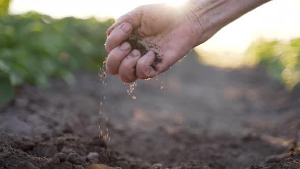 Senior Woman Hand Checking Soil Quality alt