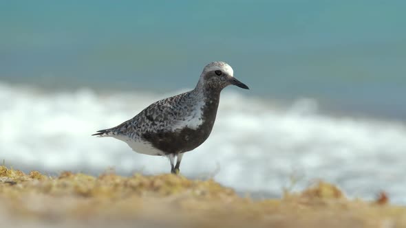 BlackBellied Plover Wild Sea Birdlooking for Food on Seaside in Summer alt