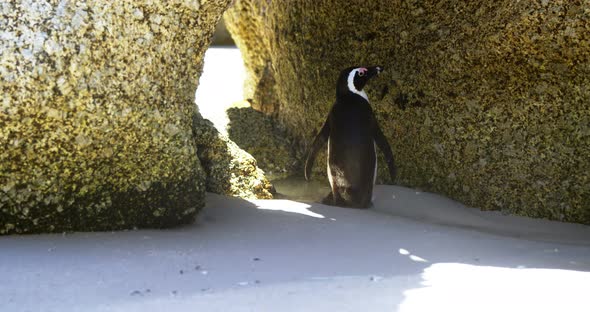 Young penguin bird in the beach 4k alt