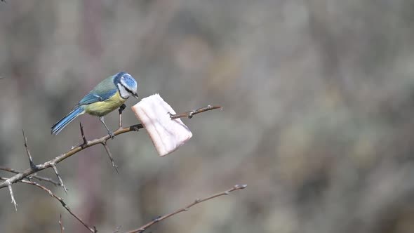Blue tit Cyanistes caeruleus sits on a piece of fat and eats it. Slow motion
