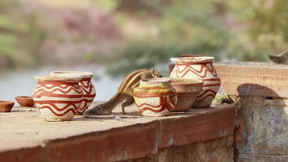 Indian Palm Squirrel or Threestriped Palm Squirrel Funambulus Palmarum alt