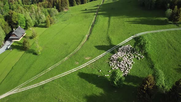 A Flock of Sheep Grazing on a Green Meadow with a Dirt Road and Trees