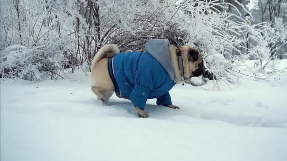Pug-dog shaking off a spray of snow with some motion effect alt