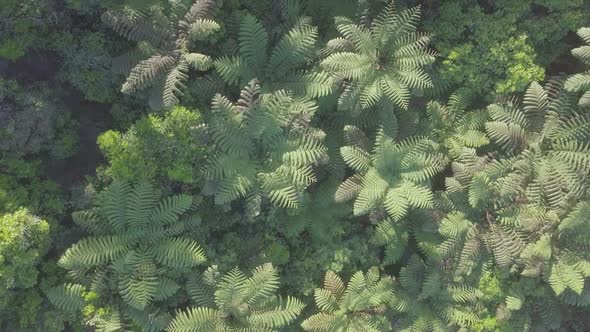 Rainforest from above