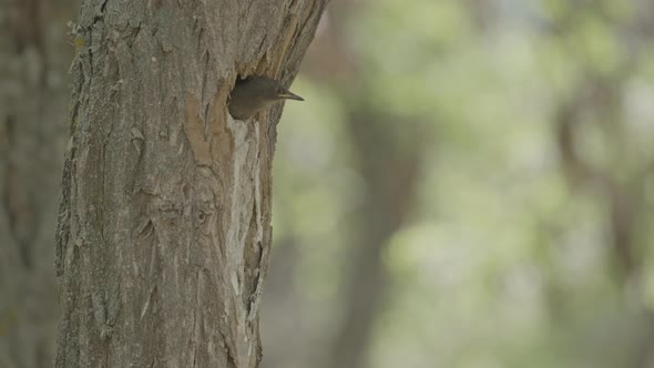 Starling Chick Waiting for Mother Bird