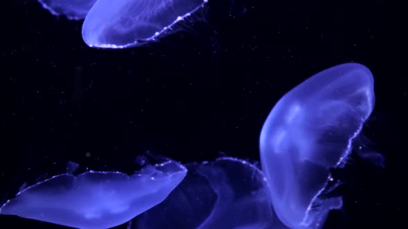 Jellyfishes Illuminated with Blue Moonlight Swimming