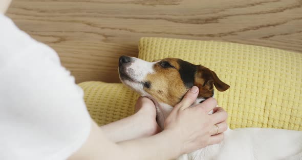 Woman Gently Strokes Her Dog Jack Russell Terrier on the Head alt