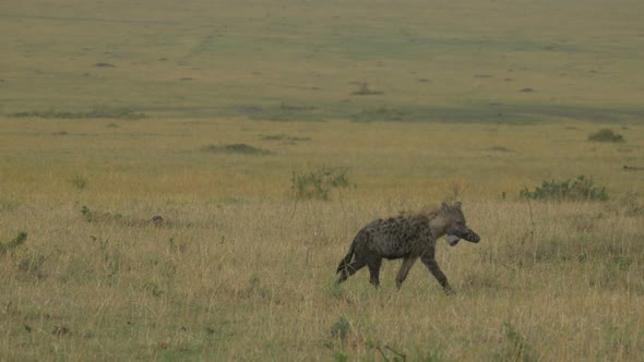 Hyena carrying a zebra leg in Maasai Mara alt