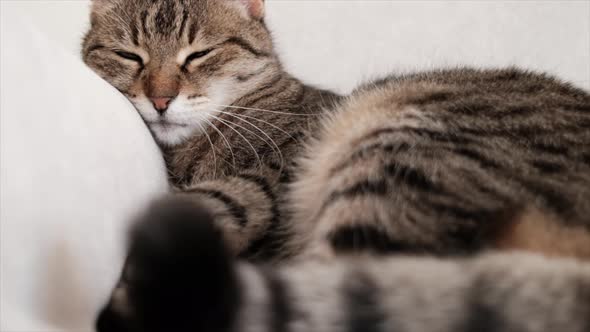 Beautiful tabby cat sleeps wagging its tail