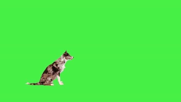 Border Collie Running After a Ball on a Green Screen Chroma Key