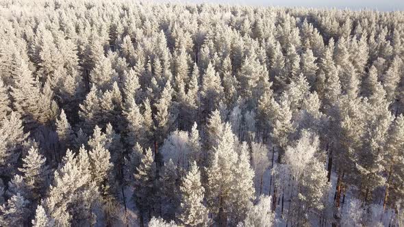 Winter Forest Nature