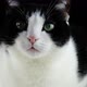 Cat Feline Animal Mammal Kitten Eyes Young Hairy - VideoHive Item for Sale